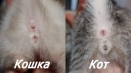 Как да определим пода на котето: котка или котка